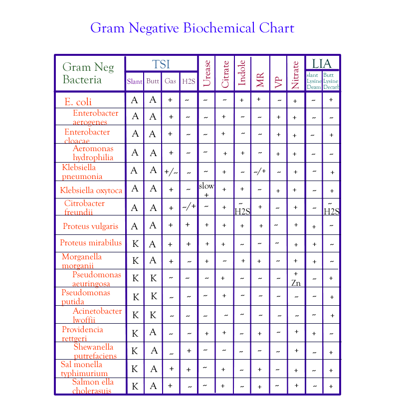 Gram Negative Bacteria Chart Ponasa